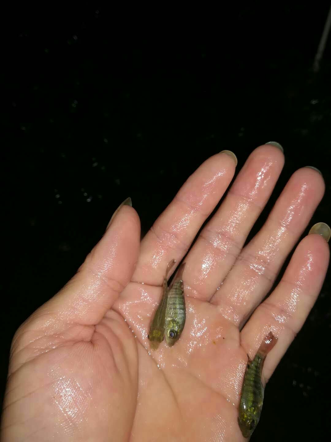 罗非鱼苗 
