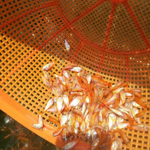 红罗非鱼苗