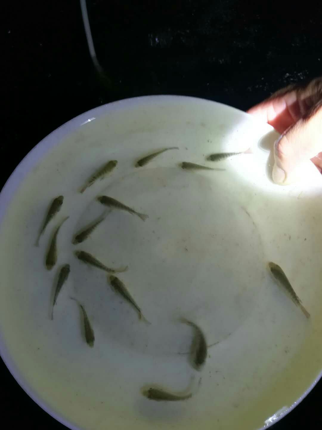 罗非鱼苗 
