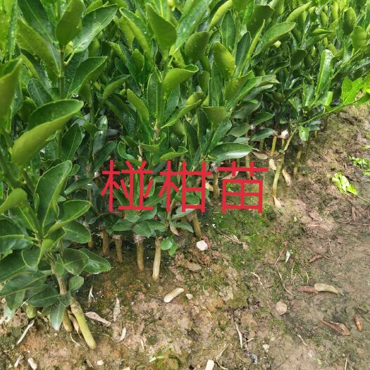 阳朔县椪柑苗  椪柑嫁接苗 现挖现发 保湿发苗 包邮