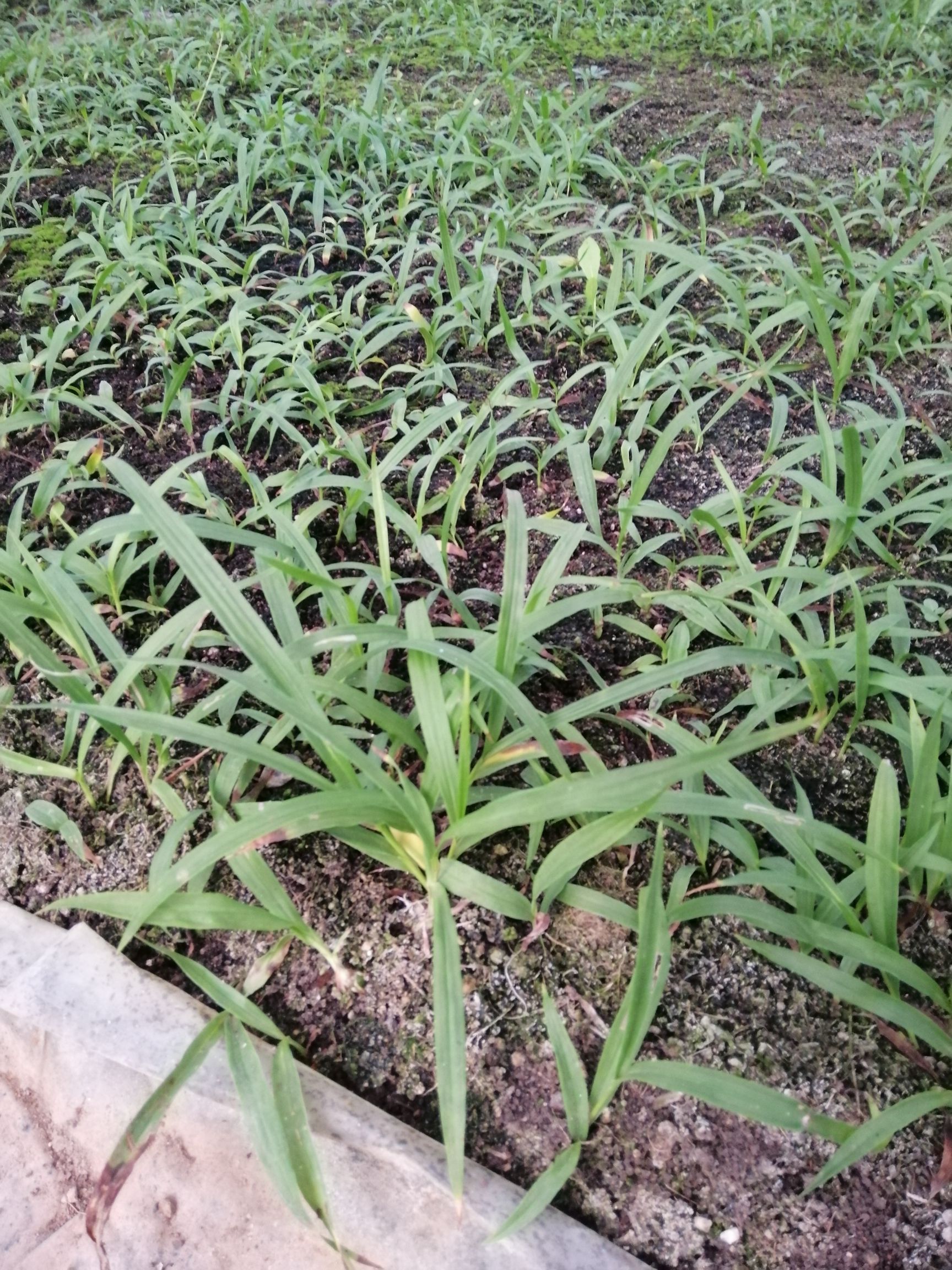 供应大厅  种子种苗  白芨苗  商品属性 品种名:紫花白芨苗 品种名