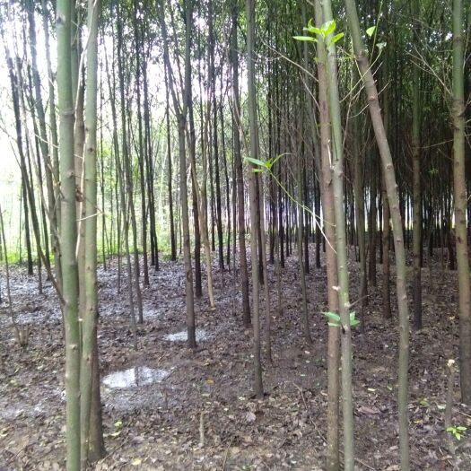 常德大叶樟 光杆樟树，5-10有量