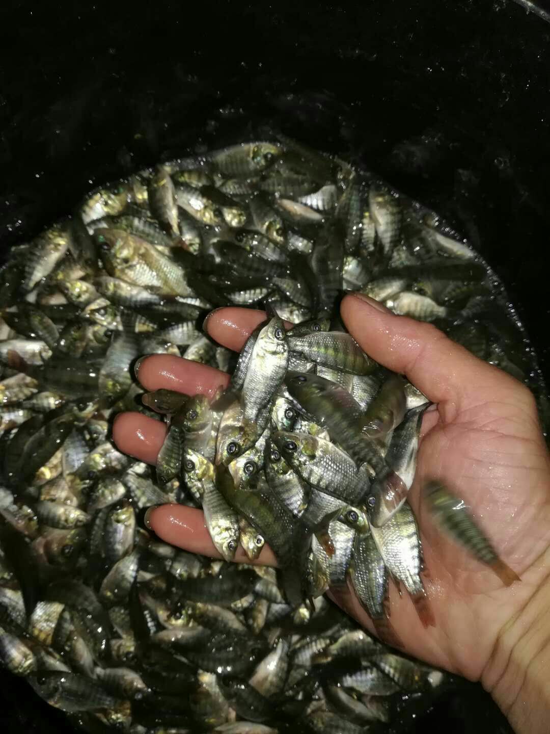 罗非鱼苗 