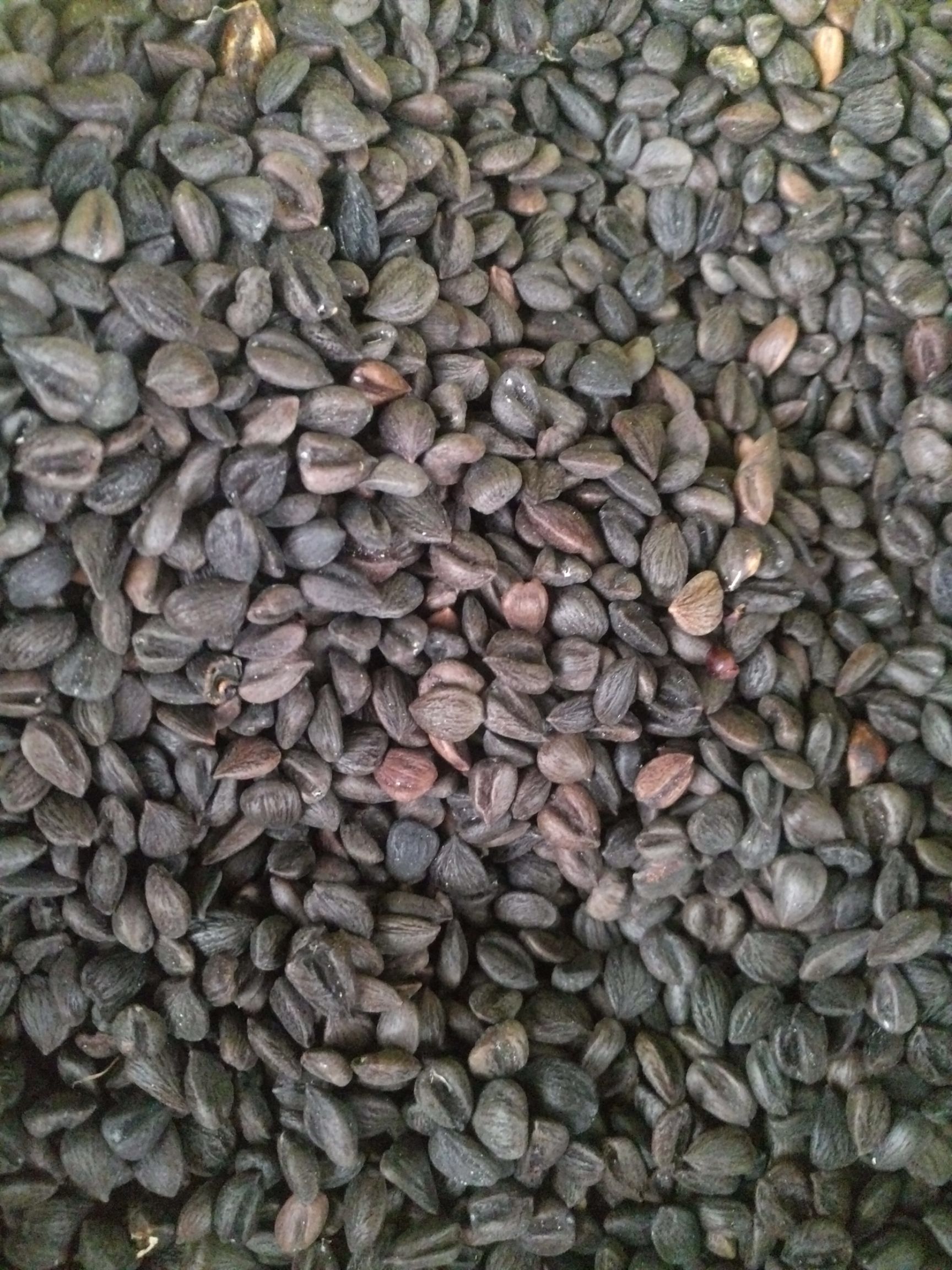 江油市厚朴种子  种子 川种子  紫油种子 尖叶种子 四川厚