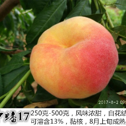 泰安中油蟠7号桃苗 0.5~1米