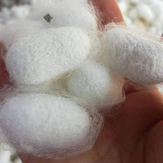  新鲜蚕茧上市欢迎各位老板前来选购