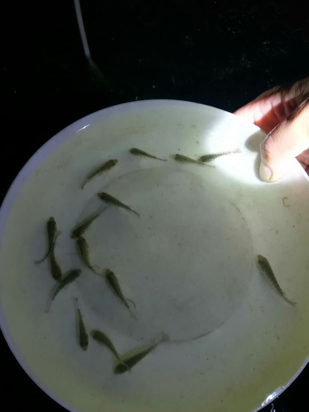 罗非鱼苗 