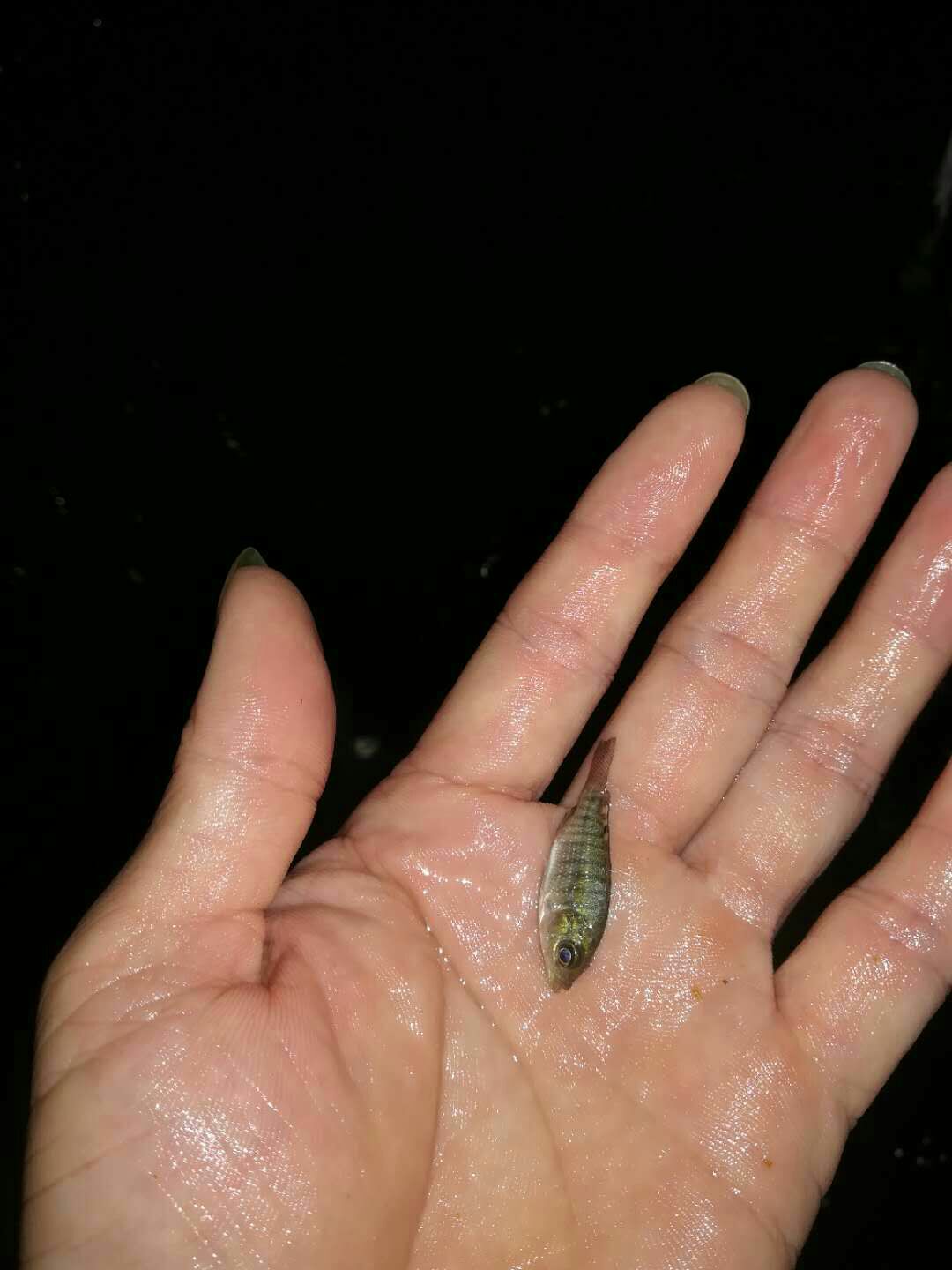 罗非鱼苗 