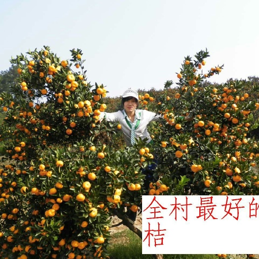 南丰县贡桔  正宗南丰蜜橘