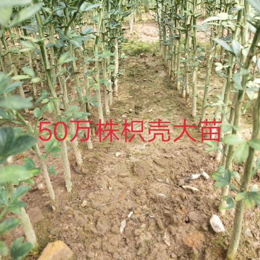 枳壳苗 枳壳大苗 枳壳小苗 枸桔苗 嫁接柑桔类的好枮 包邮