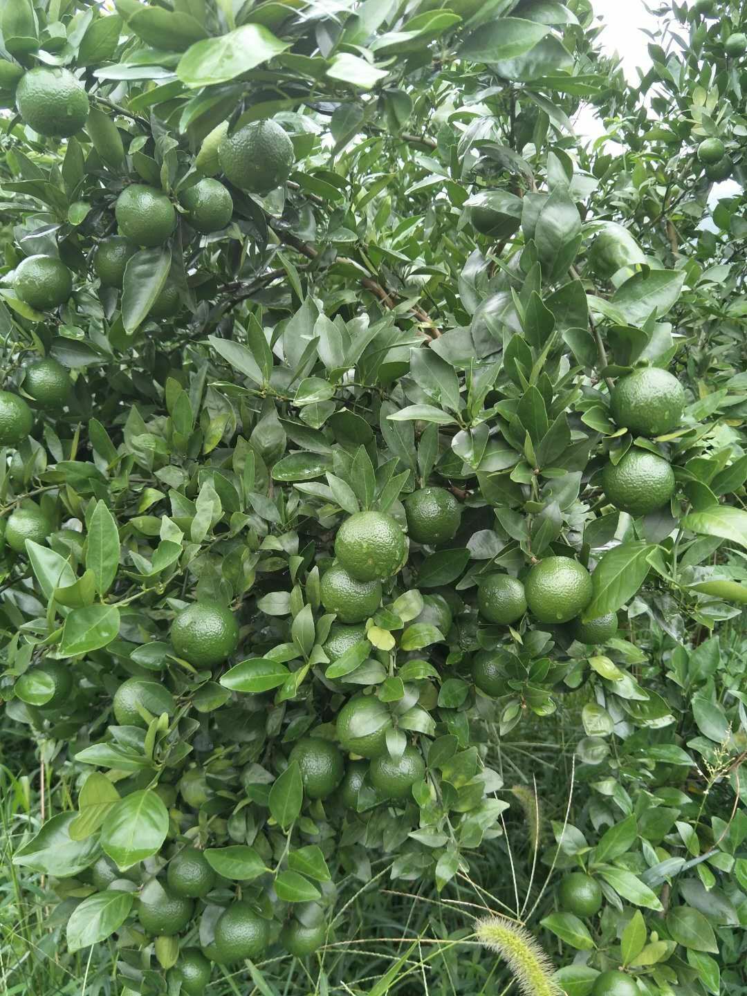 皇帝柑 5.5 - 6cm 2 - 3两 