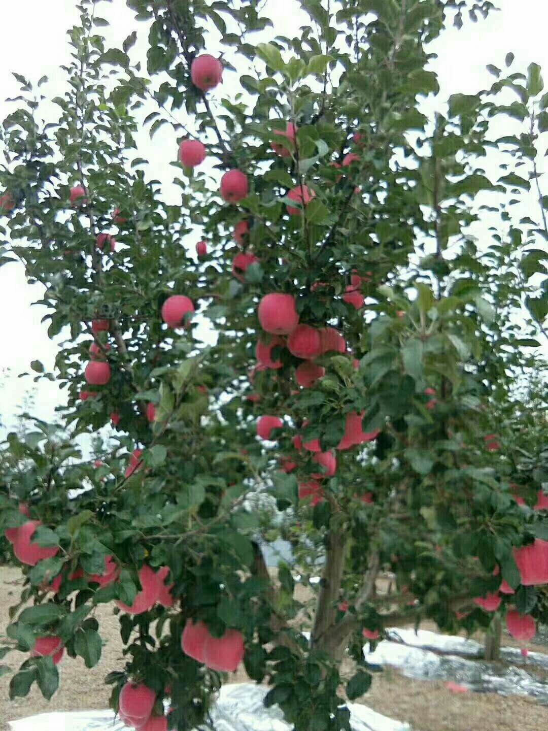 高原红苹果 纸+膜袋 片红 70mm以上