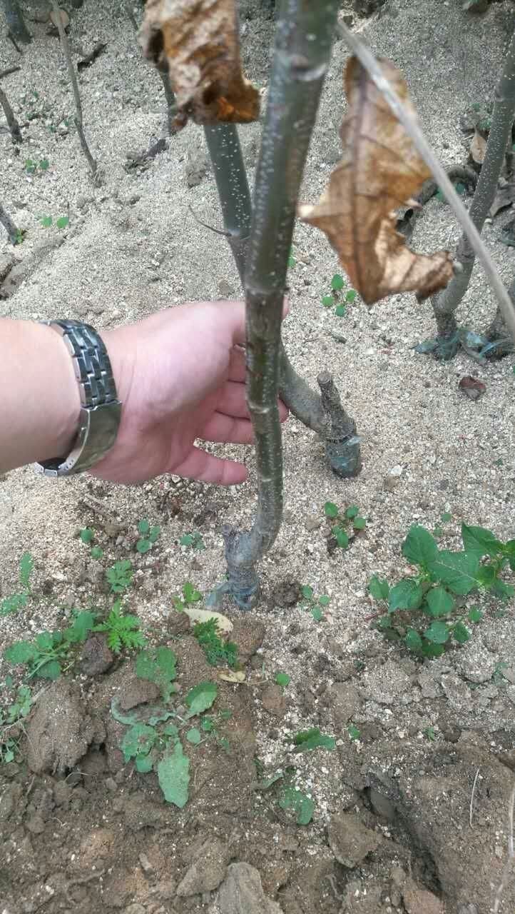 大红袍板栗苗 嫁接苗 0.5~1米 