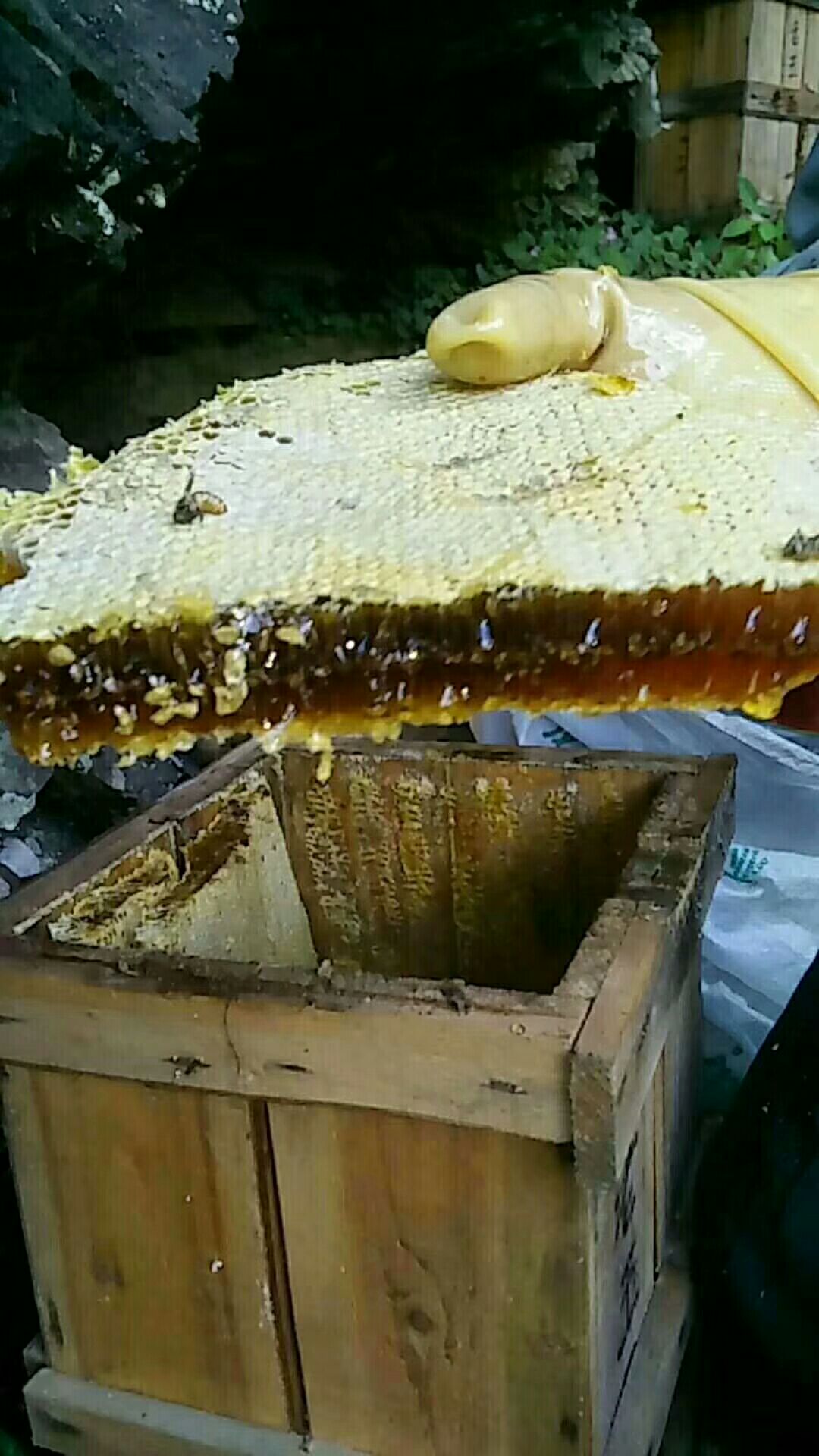 土蜂蜜 原生态最美山乡的正宗,百分之百正宗,假一罚十