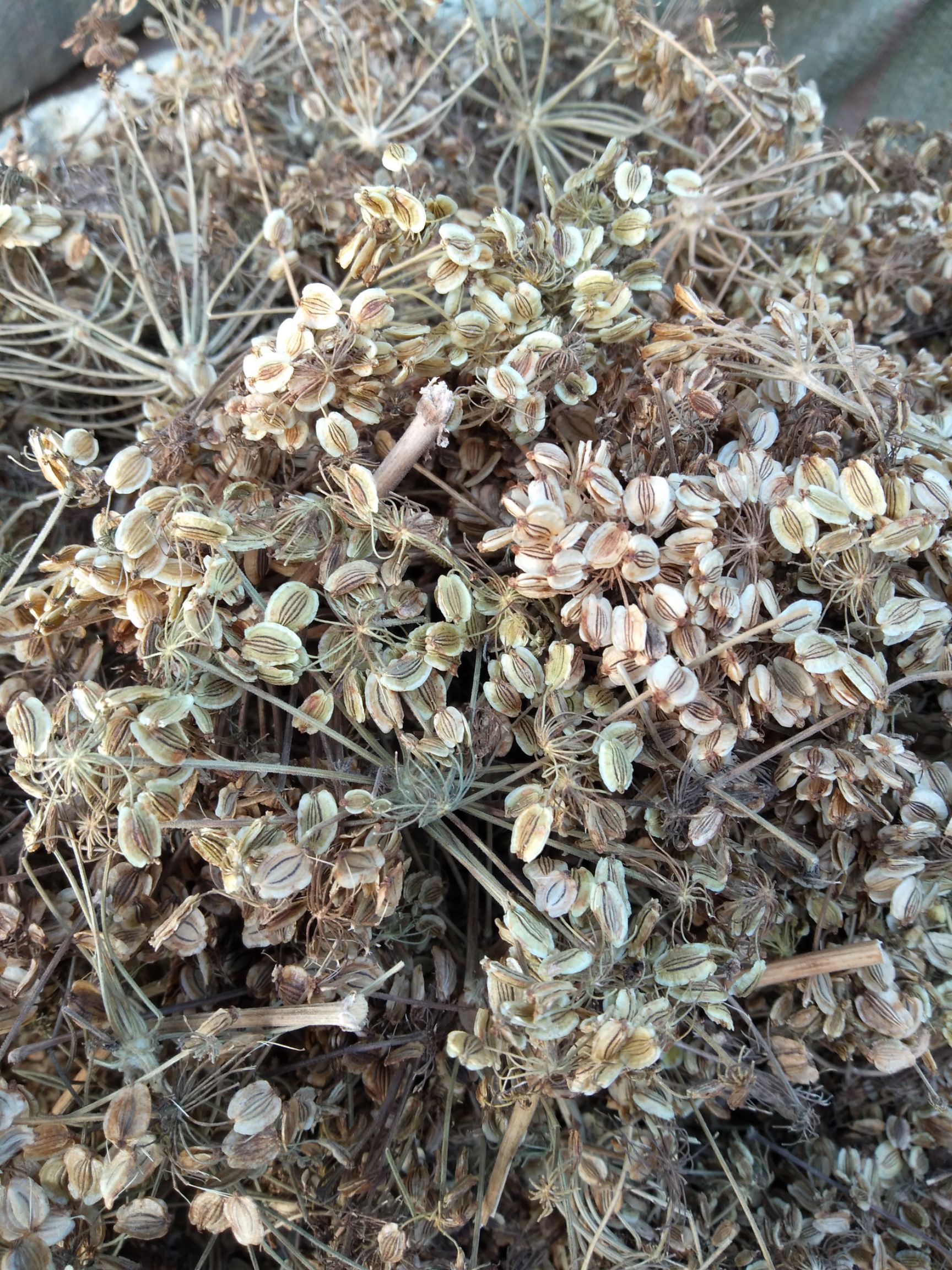 白芷种子  纯新产地直销量大从优