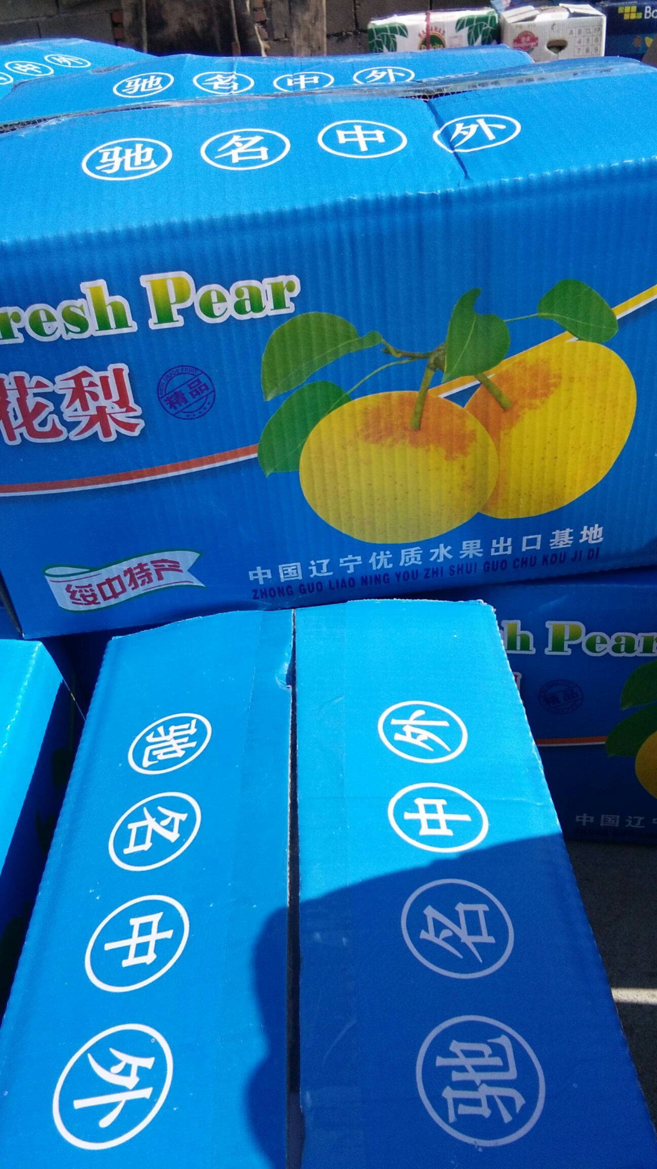 绥中小白梨