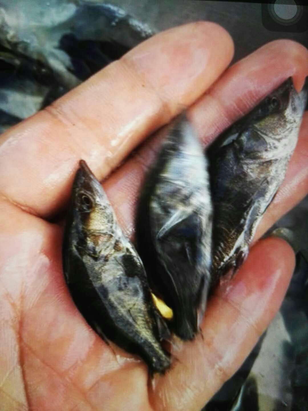 桂鱼苗