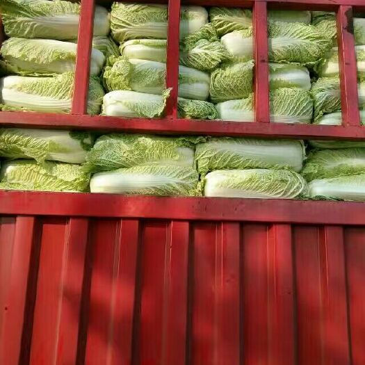 玉田县北京新三号白菜 3~6斤 净菜