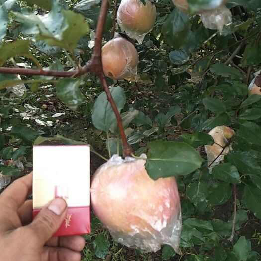 冠县红富士苹果  诚信代办