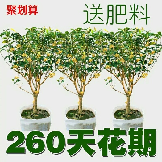 新沂市桂花树