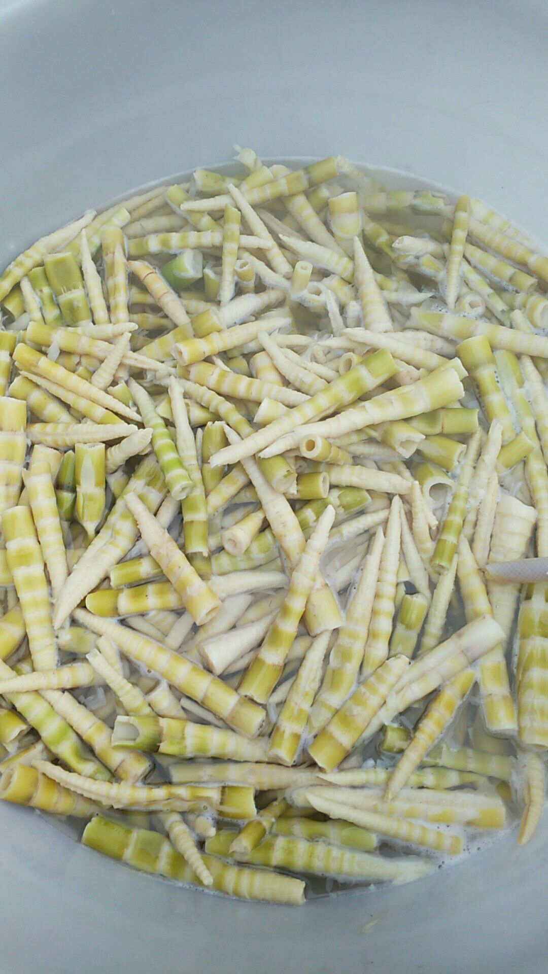 九月笋 17~21cm 笋干