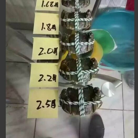 当涂县石臼湖大闸蟹 2.5-3.0两 公蟹