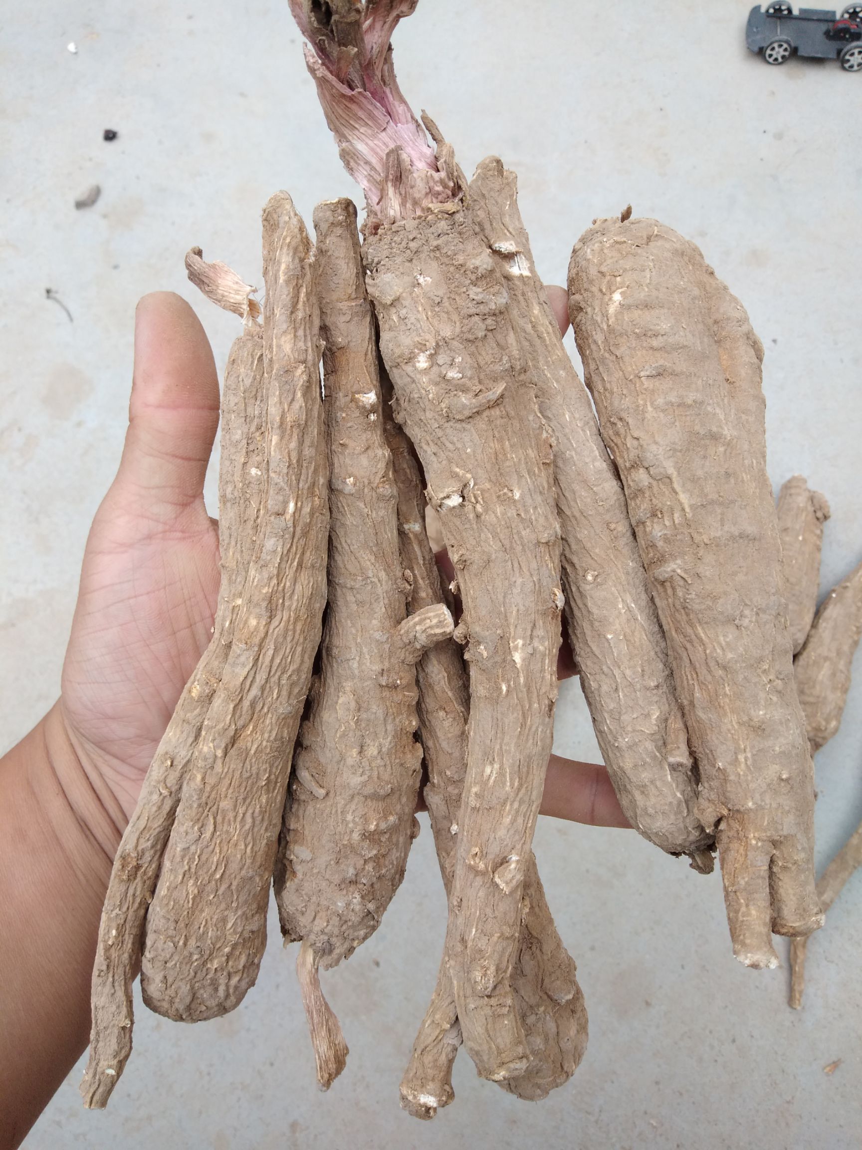 白芷种子  纯新产地直销量大从优