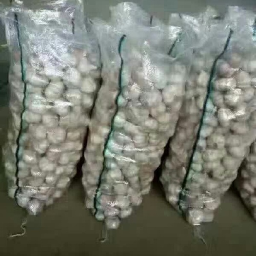 红皮蒜   金乡红蒜大蒜