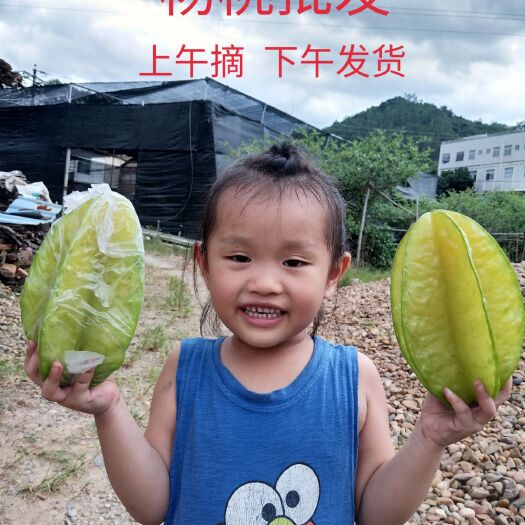  漳州楊桃現(xiàn)摘現(xiàn)發(fā)五斤包郵
