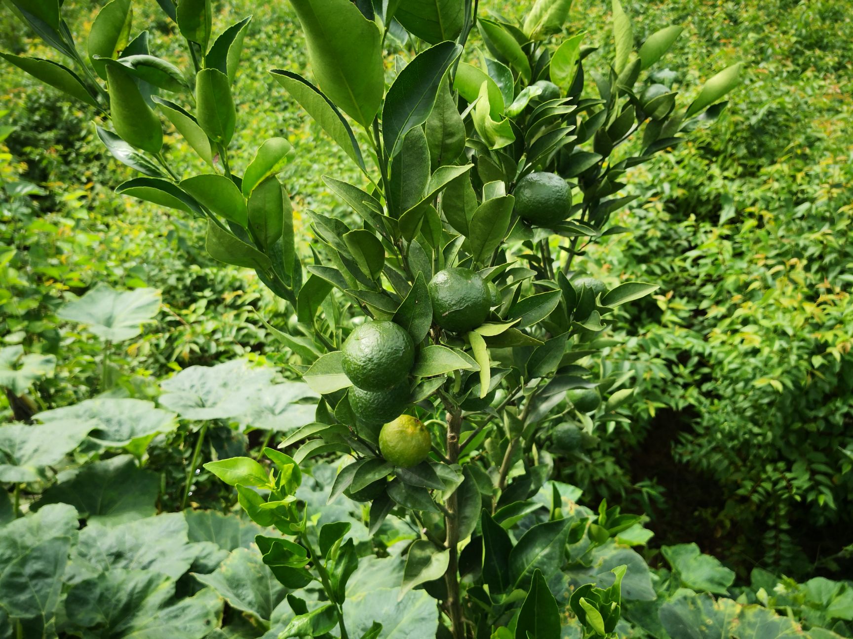 不知火苗 嫁接不知火丑柑耙耙柑现挖现发保湿发货品种保证