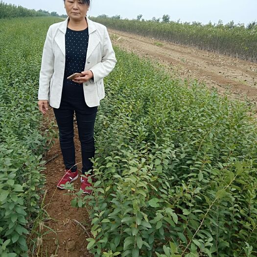 绛县 欧李苗，也叫钙果苗，最主要的特点是含钙量高，而且所含钙还是液
