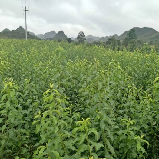 镇宁县蜂糖李树苗 