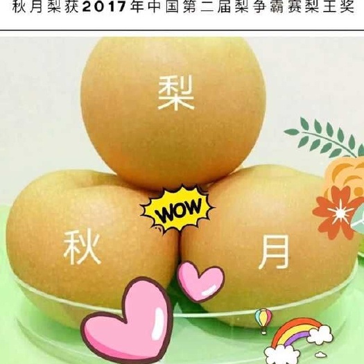 赵县24新款秋月梨赵州特产肉质细腻脆甜多汁新鲜采摘果园直发