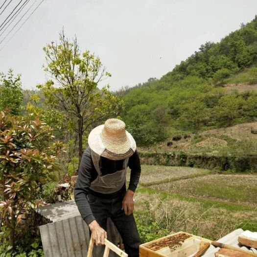 大悟县土蜂蜜  2年以上 塑料瓶装