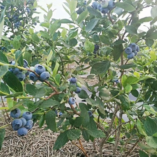 泰安蓝莓组培苗 5年大苗，结果苗