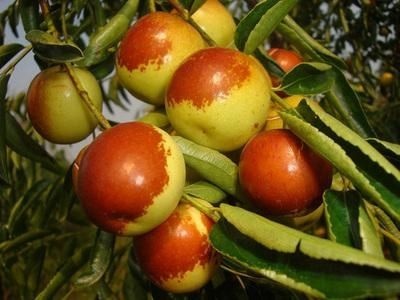 泰安早脆王枣苗