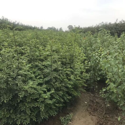 绛县大红袍花椒苗