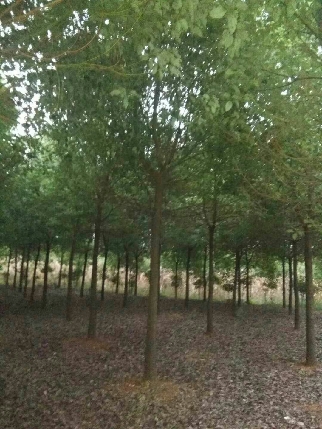 小叶樟  精品原生