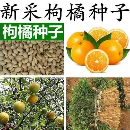 沭阳县枳壳种子