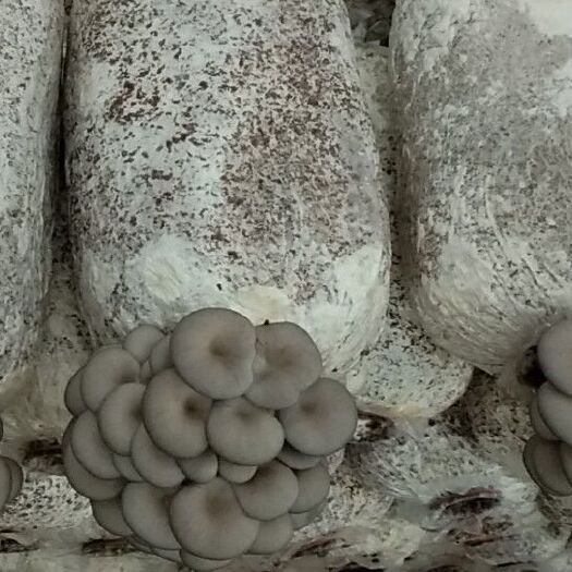 遵义平菇菌种 
