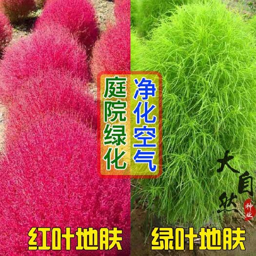 沭阳县地肤种子