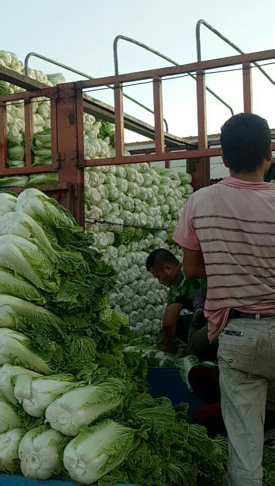 黄心大白菜