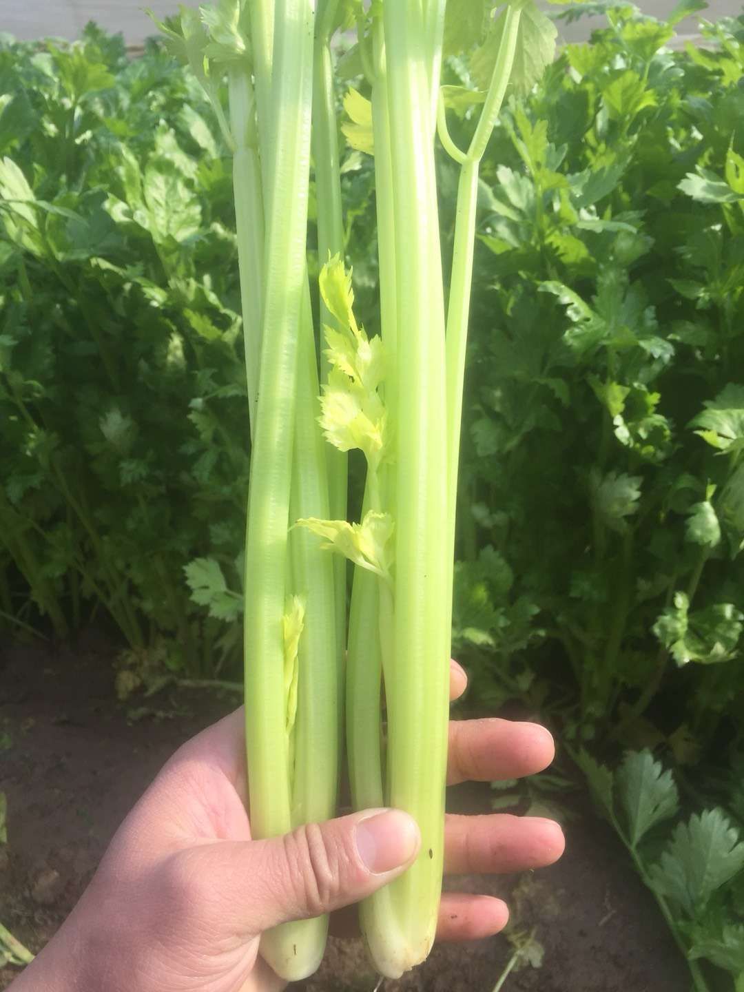 香芹 45~50cm 大棚种植 0.5~1.0斤