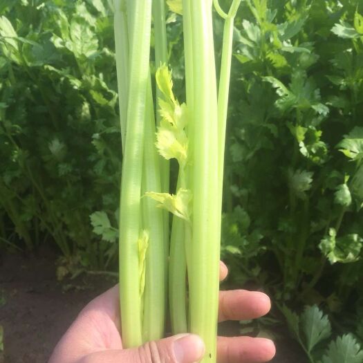 新沂市香芹 45~50cm 大棚种植 0.5~1.0斤