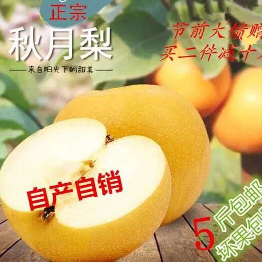 赵县秋月梨 300-350g 80mm以上