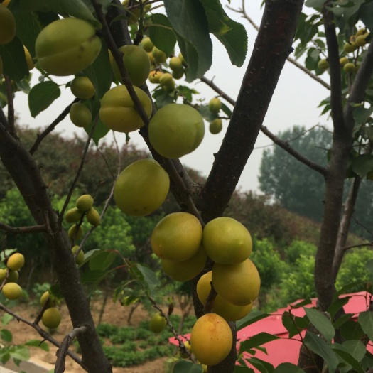 泰安珍珠油杏苗