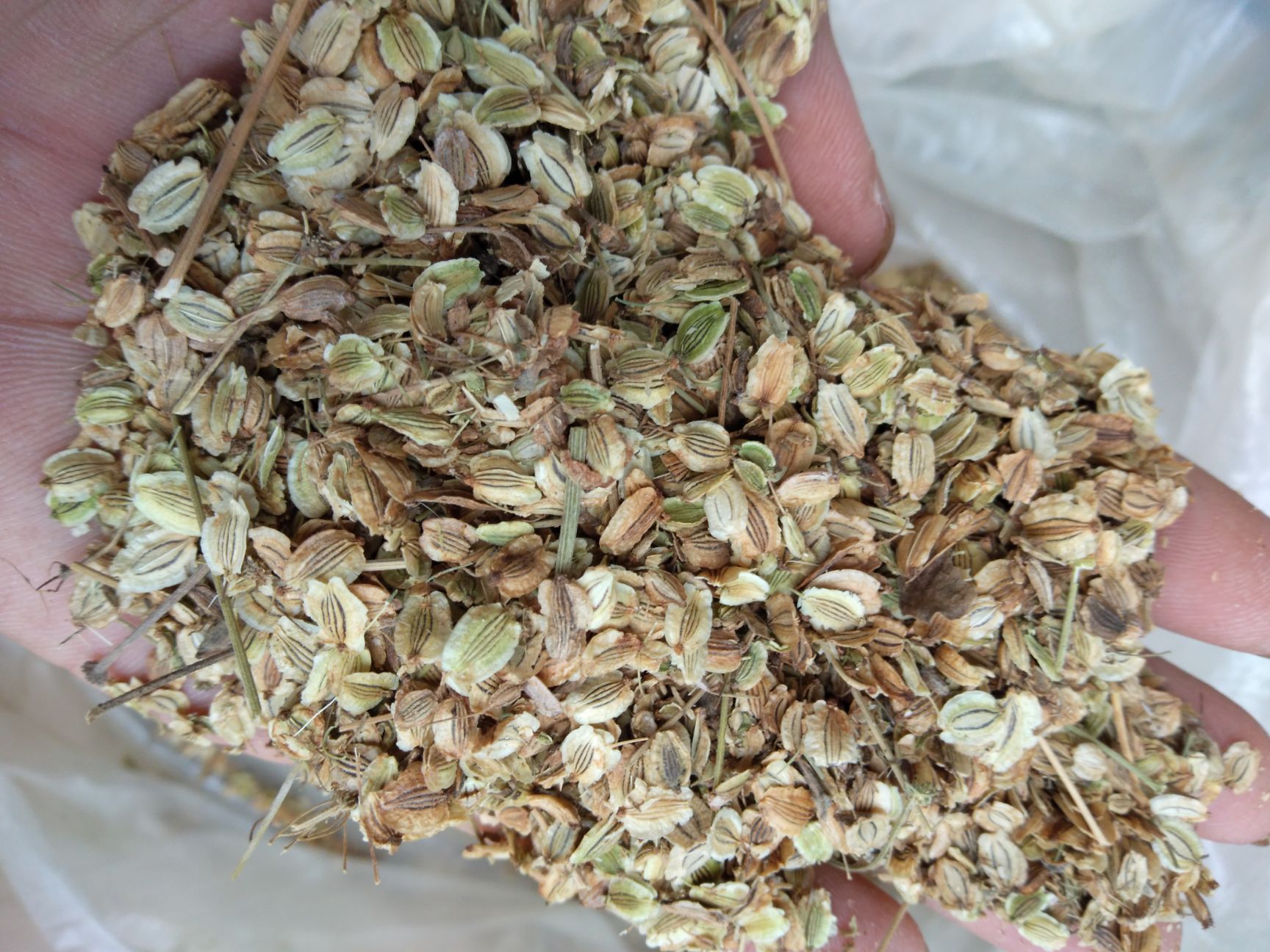 白芷种子  纯新产地直销量大从优