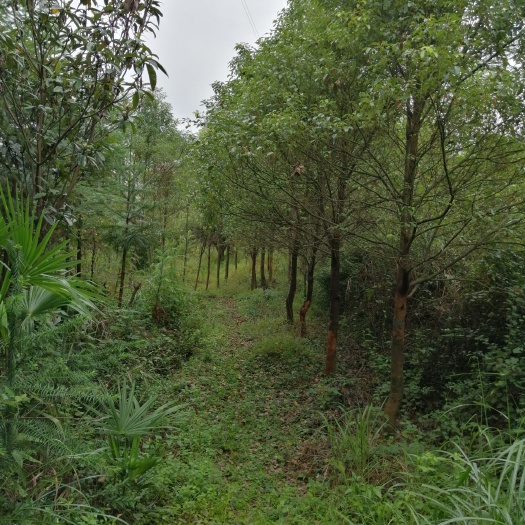 全州县骨架香樟