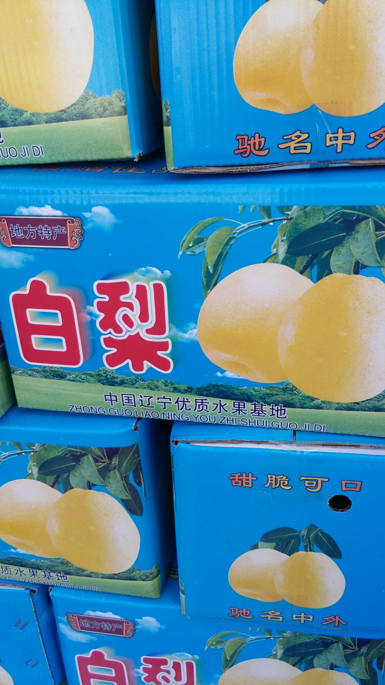  绥中小白梨