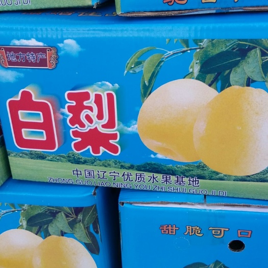 绥中县 绥中小白梨